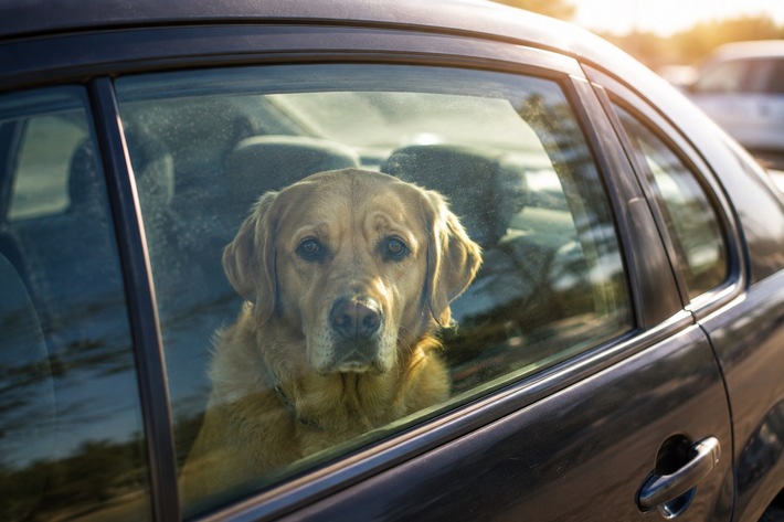 POL-ME: Hund in Auto zurückgelassen: Verfahren gegen Halter eingeleitet - 2606107