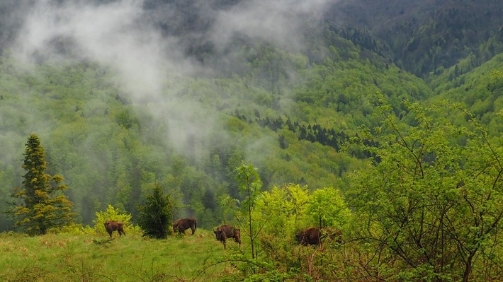 Bison Hillock May 2021 WWF Romania (2).jpg