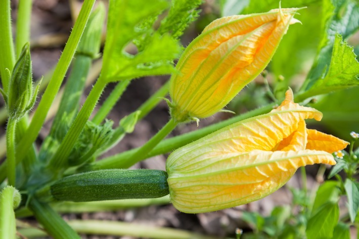 Frische Zucchiniblüten / Weiterer Text über ots und www.presseportal.de/nr/148445 / Die Verwendung dieses Bildes ist für redaktionelle Zwecke unter Beachtung ggf. genannter Nutzungsbedingungen honorarfrei. Veröffentlichung bitte mit Bildrechte-Hinweis.