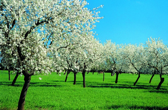 Mandelblüte lässt bei alltours die Nachfrage auf Mallorca kräftig sprießen / Klares Buchungsplus auch im Winter für Reisen auf die Balearen (BILD)