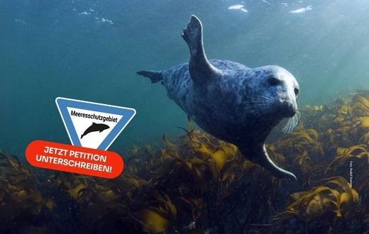 ++ Damit das Herz der Nordsee weiter schlägt: BUND startet Petition zum Schutz der Doggerbank ++
