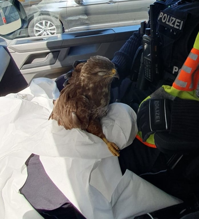 API-TH: Autobahnpolizei rettet jungen Falken