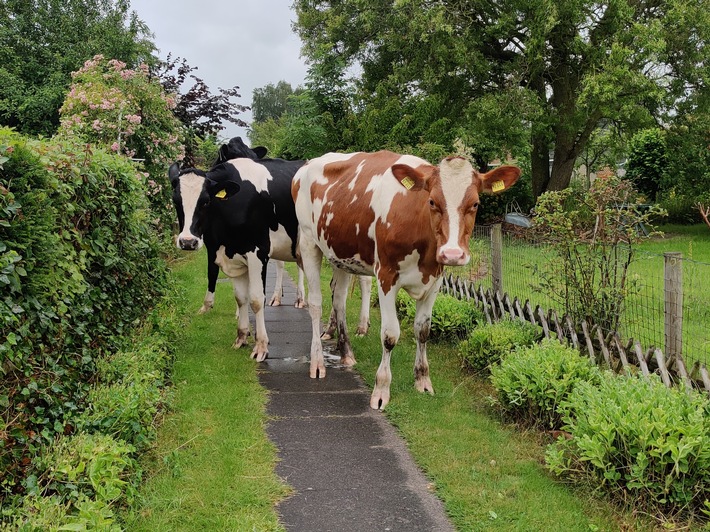 POL-WHV: Kühe im Kleingartenverein unterwegs