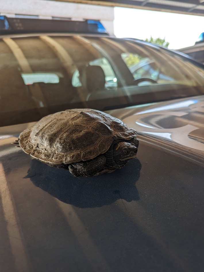 POL-OG: Achern - Schildkröte nimmt am Straßenverkehr teil
