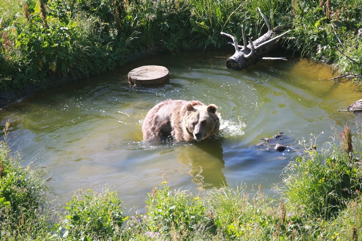 Premier bain pour Sam à Arosa Terre des Ours