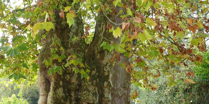 Einladung: Liebesplatane in Hohenheimer Gärten wird Nationalerbe-Baum