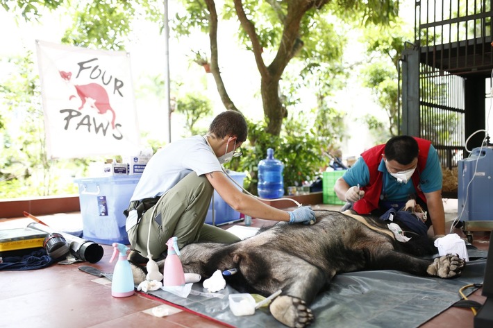 Un sauvetage d&#039;ours en période de COVID-19