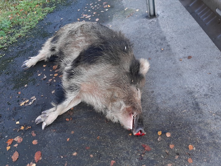 POL-DEL: Autobahnpolizei Ahlhorn: Verkehrsunfall mit Wildschwein