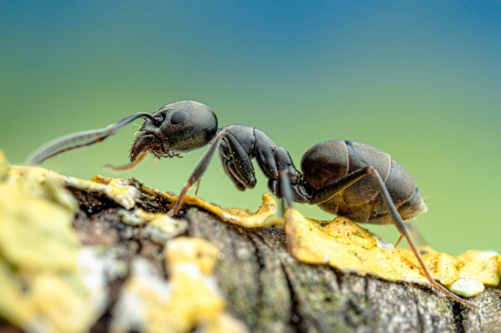 Bestimmungsservice für die Große Drüsenameise geht online - Ameisenart kann Schäden an Gebäuden und Infrastruktur anrichten