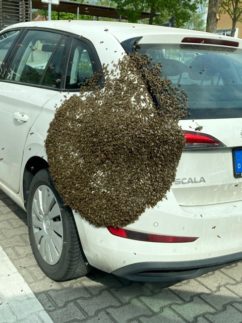 POL-DA: Kelsterbach: Bienenschwarm macht Pause
