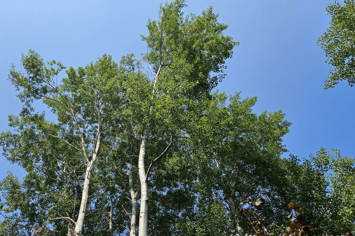 Behutsames Vorgehen bei Schnittmaßnahmen sichert den Baumerhalt