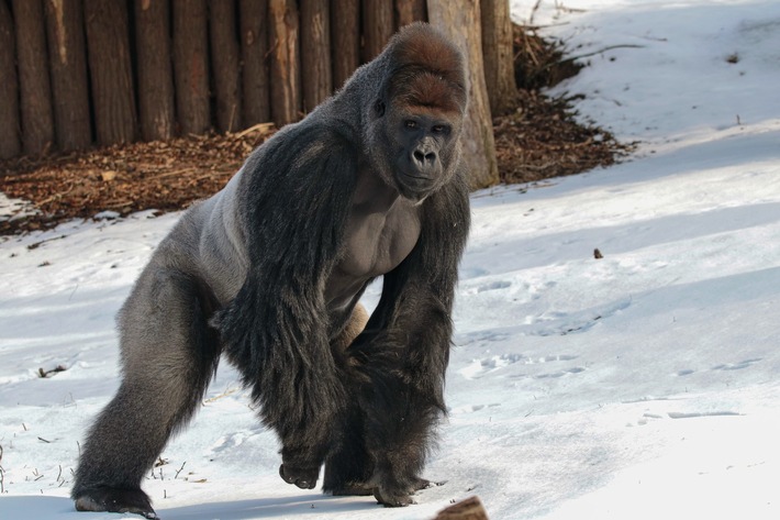 Zoos fordern: Schluss mit Gleichmacherei / Alle Tiergärten wollen endlich wieder öffnen