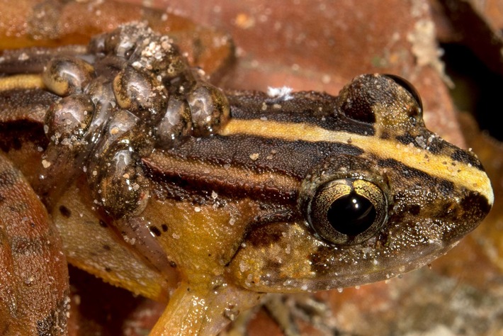 Neue Froscharten von Forscherteam unter Leitung eines Biologen der Universität Koblenz auf Borneo entdeckt