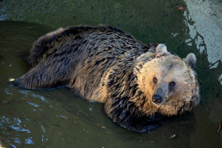 Bald doppelter Bären-Zuwachs aus Nordmazedonien für das Arosa Bärenland
