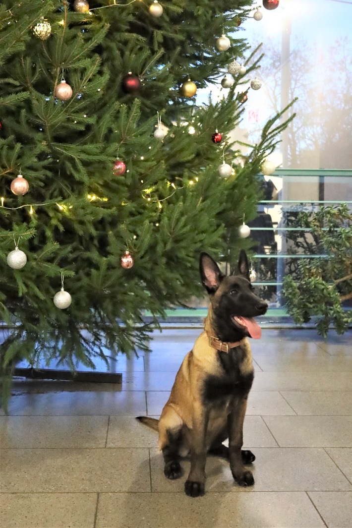 POL-VIE: Viersen: Neuer Diensthund Mila verstärkt die Polizei Viersen