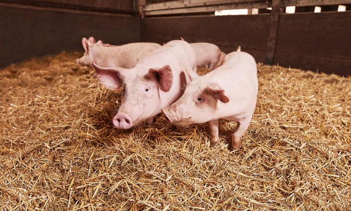 Bekenntnis zur Landwirtschaft: Kaufland setzt auf deutsche Herkunft bei Schweinefleisch