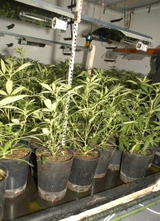 POL-REK: Cannabisgroßplantage entdeckt - Kerpen-Horrem