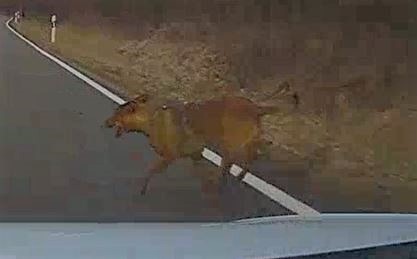 LPI-NDH: Hund von Auto erfasst - Tierbesitzer gesucht
