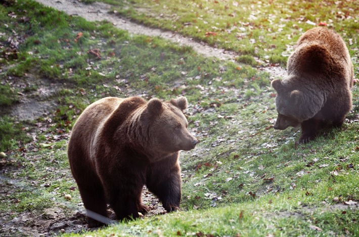 Letzte serbische Zirkusbären kommen im BÄRENWALD Müritz an. VIER PFOTEN appelliert für ein Wildtierverbot für deutsche Zirkusse