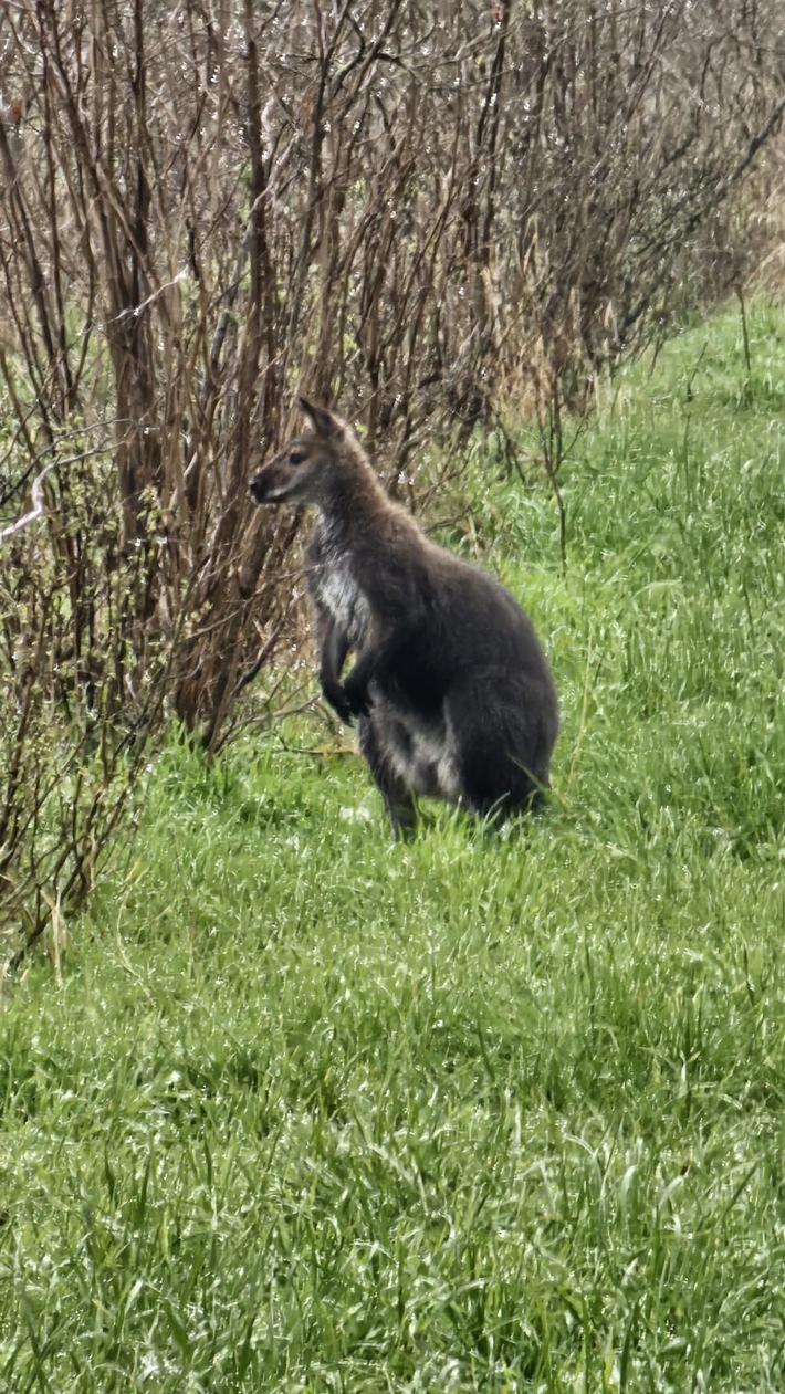 POL-KLE: Goch-Hassum - Känguru sorgt für Polizeieinsatz / Ausbrecher mit tatkräftiger Unterstützung wieder beim Besitzer