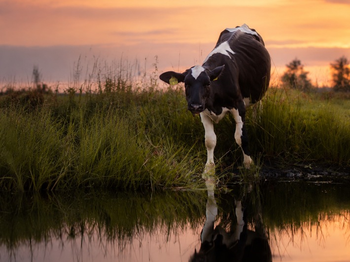 ANINOVA-Stiftung verdoppelt Spenden für fünf vegane Lebenshöfe