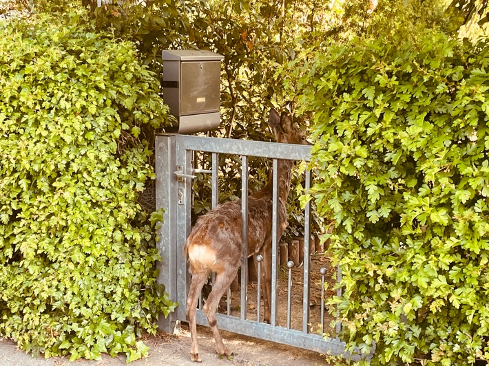 FW Lehrte: Reh in Eingangspforte eingeklemmt
