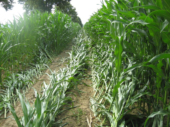 POL-HI: Betheln: Pkw fährt über 1 Kilometer durch ein Mais-/ und Weizenfeld