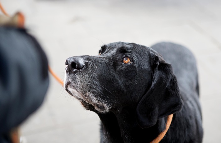 Journée mondiale des animaux: adopter plutôt qu&#039;acheter un animal de compagnie