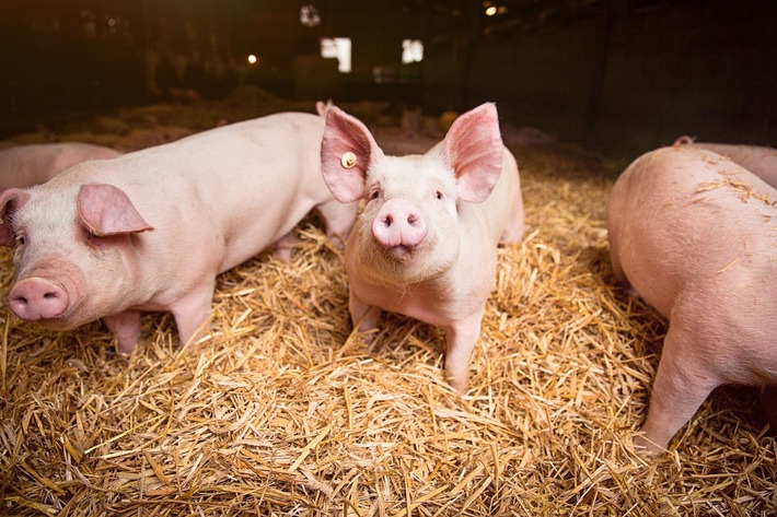 Kaufland setzt ein Zeichen für hohe Tierwohlstandards / EU will freiwillige Standards für Umwelt und Tierwohl verbieten