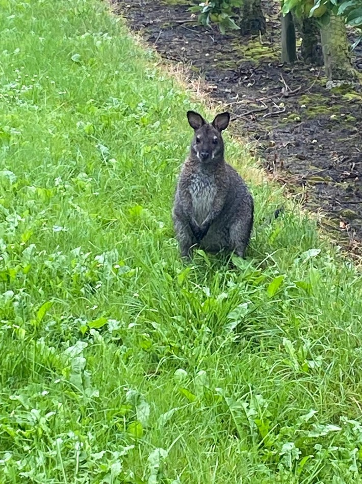 POL-STD: Känguru in Gewahrsam genommen - Serengetipark wird neues Zuhause