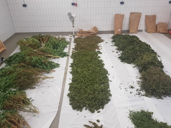 LKA-SH: Pressemitteilung der Gemeinsamen Ermittlungsgruppe Rauschgift (GER)und der Staatsanwaltschaft Itzehoe: Fahnder entdecken Cannabisplantage mit mehr als 500 Pflanzen