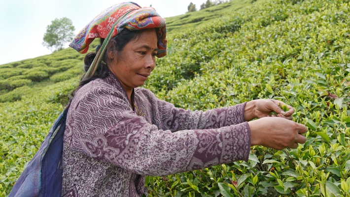 GEPA fordert Bundesregierung zu wirksamem Lieferkettengesetz auf / Beispiel Tee-Anbau / GEPA-Partner Tea Promoters India 
als Alternative zu Missständen