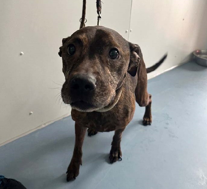POL-Bremerhaven: KORREKTUR Hund ausgesetzt - Polizei sucht den Besitzer