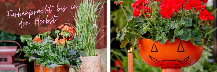 Farbenpracht bis in den Herbst: Geranien sind robuste Dauerblüher!