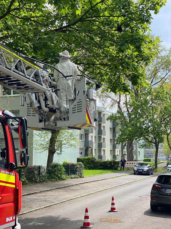 FW-DO: Bienenschwarm auf der Straße beschäftigt Feuerwehr