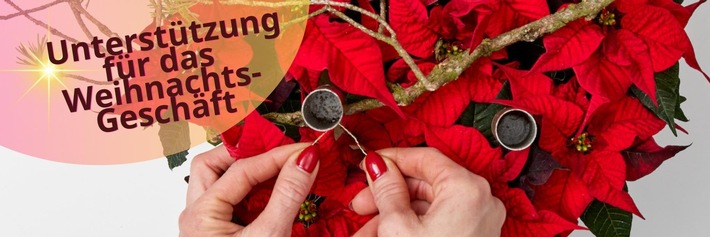 Unterstützung für das Weihnachts-Geschäft: Mit kostenlosen Marketingmaterialien den Weihnachtsstern-Absatz steigern