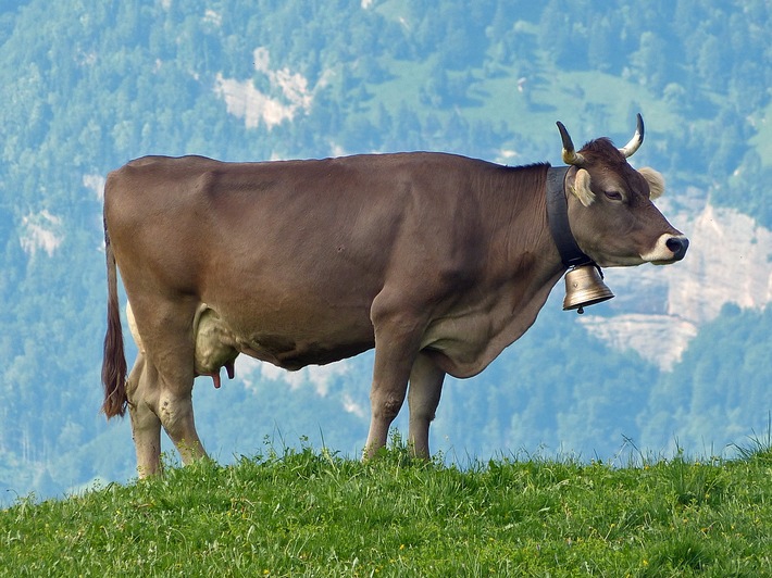 Authentische Urlaubsfotos bringen Gäste - BILD