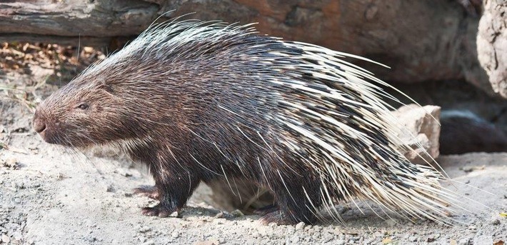 POL-H: Uetze / Ortsteil Altmerdingsen: Stachelschweine ausgebüxt