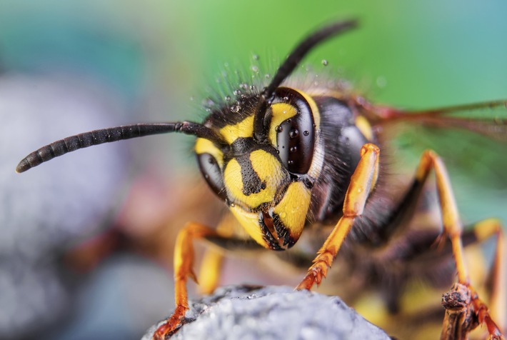 Bammel vor Bienen: Jeder Vierte hat Angst - mit Recht?