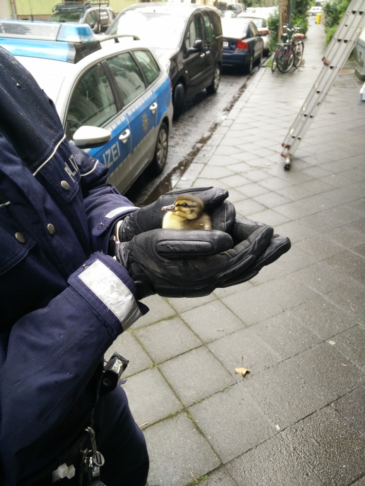 POL-D: Eller - Aus dem Nest gehüpft - Polizisten retten Entenküken - Tierrettung im Einsatz