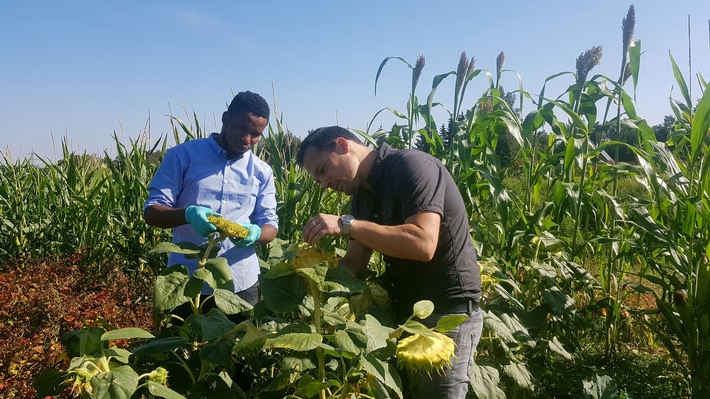 &quot;WissenHoch2&quot; in 3sat mit Wissenschaftsdoku &quot;Weltretter Wurzel&quot; und &quot;scobel - Pilze: Die biologische Wunderwaffe&quot;