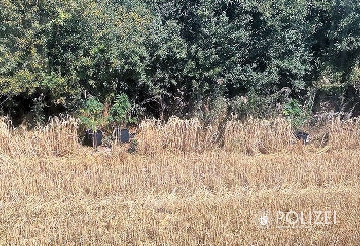 POL-PPWP: Marihuana am Waldrand angepflanzt