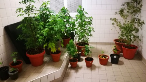 POL-NI: Nienburg-Polizei beschlagnahmt Indoorplantage