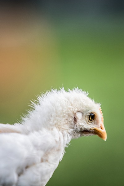 Lidl Suisse intègre des produits &quot; Henne &amp; Hahn &quot; (poule &amp; coq) dans son assortiment / Promotion de l&#039;élevage de poussins mâles