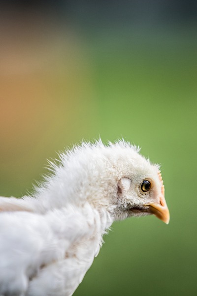 Lidl Suisse intègre des produits " Henne & Hahn " (poule & coq) dans son assortiment / Promotion de l