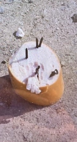 POL-SO: Verdächtige Hundeköder in Lippstadt - Polizei bittet dringend um Zeugenhinweise