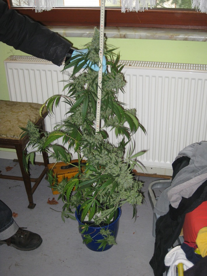 POL-HI: Cannabis-Indooranlage im Landkreis Wolfenbüttel ausgehoben.