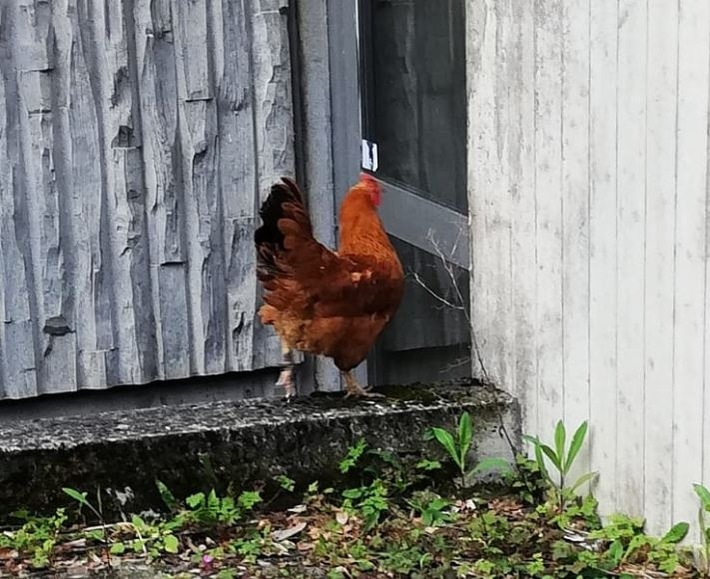 POL-PDNW: (Frankeneck) Huhn sorgt für Polizei- und Feuerwehreinsatz