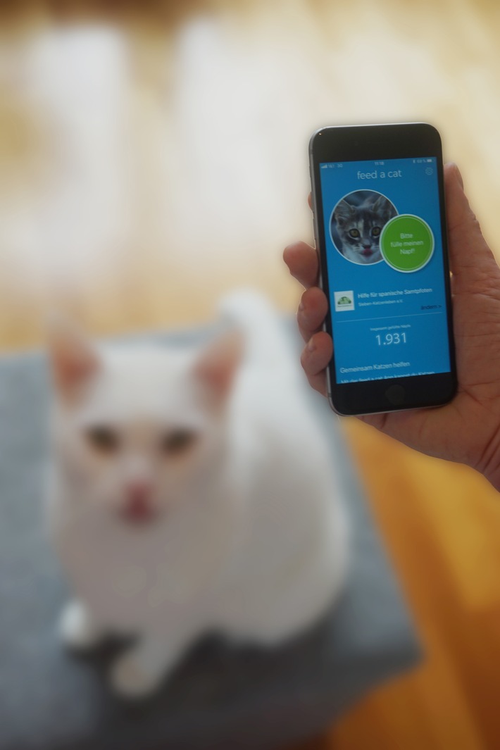 Neue App &quot;feed a cat&quot; hilft Katzen in Not