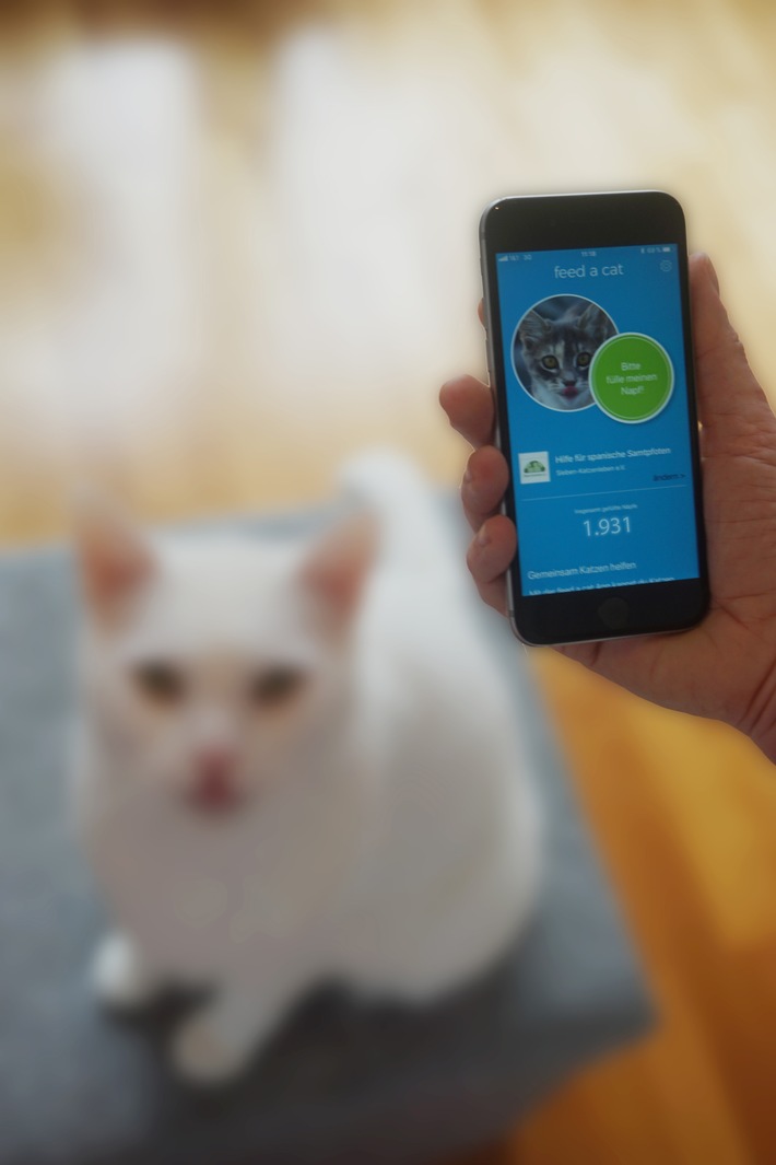 Neue App "feed a cat" hilft Katzen in Not